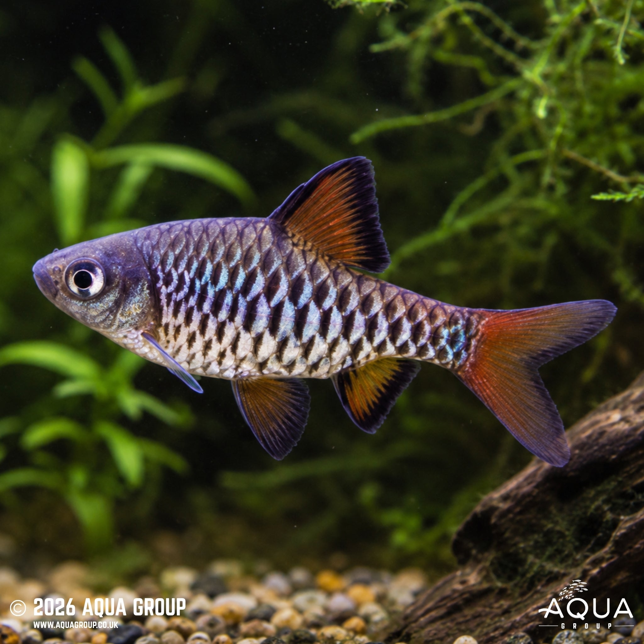 Checkered Barb (Oliotius oligolepis)
