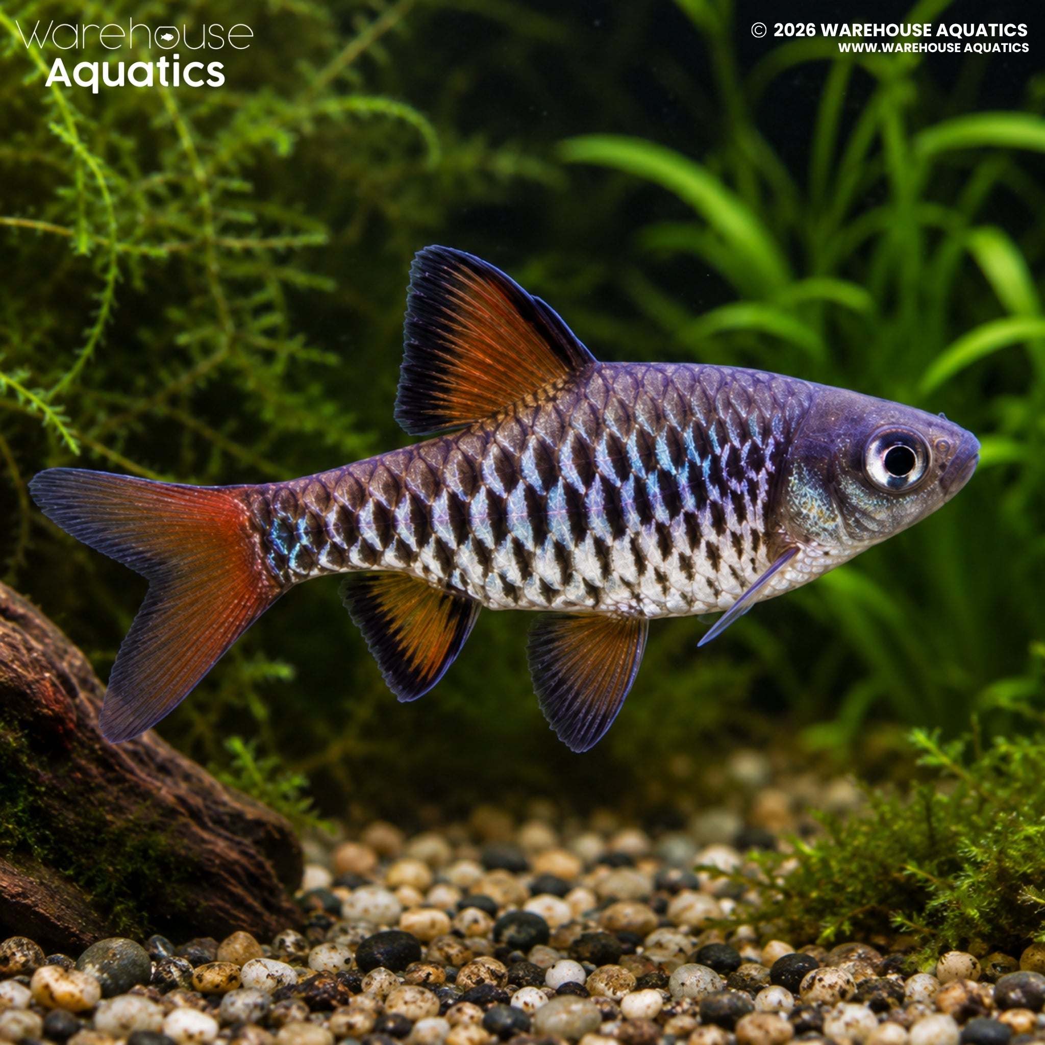 Checkered Barb (Oliotius oligolepis)
