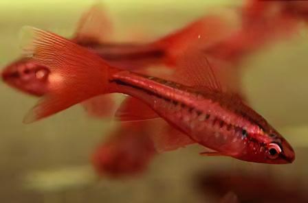 Long Fin Cherry Barb Puntius Titteya 3cm - Real Aquatics