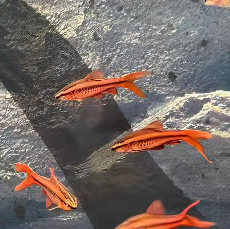 Long Fin Cherry Barb Puntius Titteya 3cm - Real Aquatics