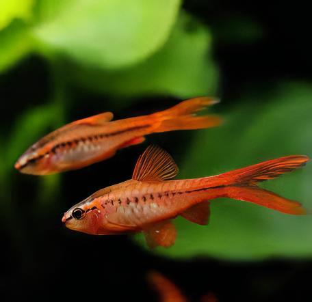 Long Fin Cherry Barb Puntius Titteya 3cm - Real Aquatics