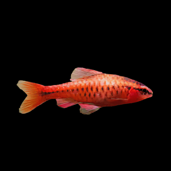 Cherry Barb Puntius Titteya 3cm - Real Aquatics