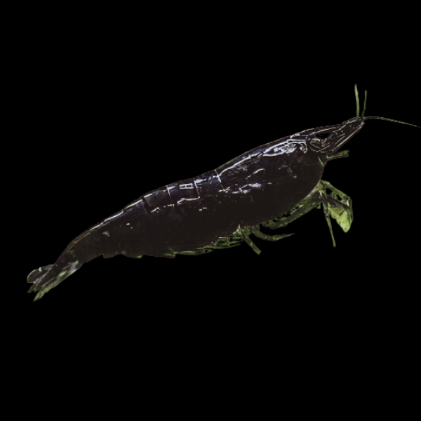 Cherry Black Shrimp Neocaridina Davidi 2cm - Real Aquatics
