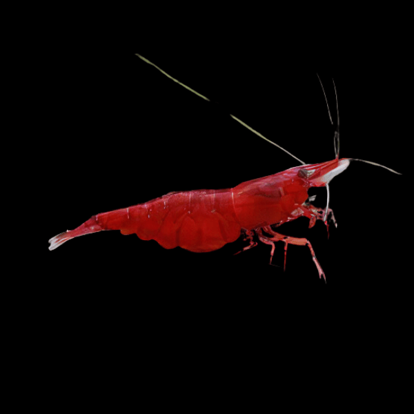 Cherry Red Shrimp Neocaridina Davidi 2cm - Real Aquatics