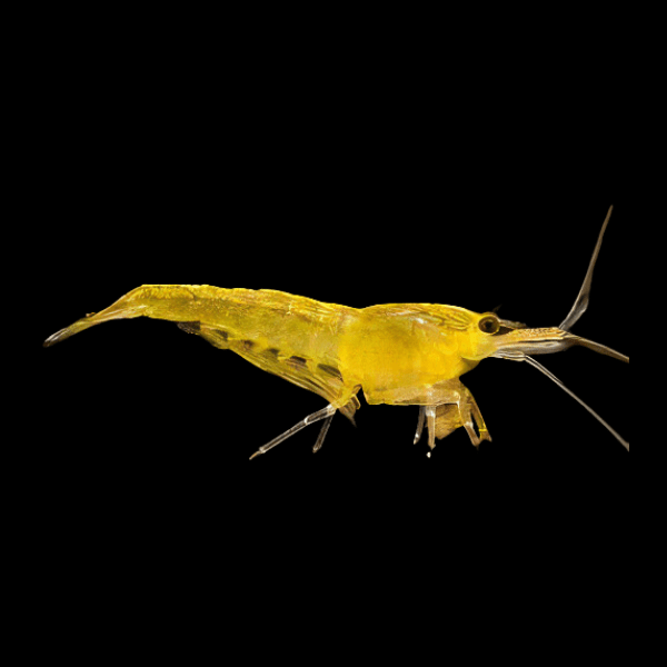 Cherry Yellow Shrimp Neocaridina Davidi 2cm - Real Aquatics