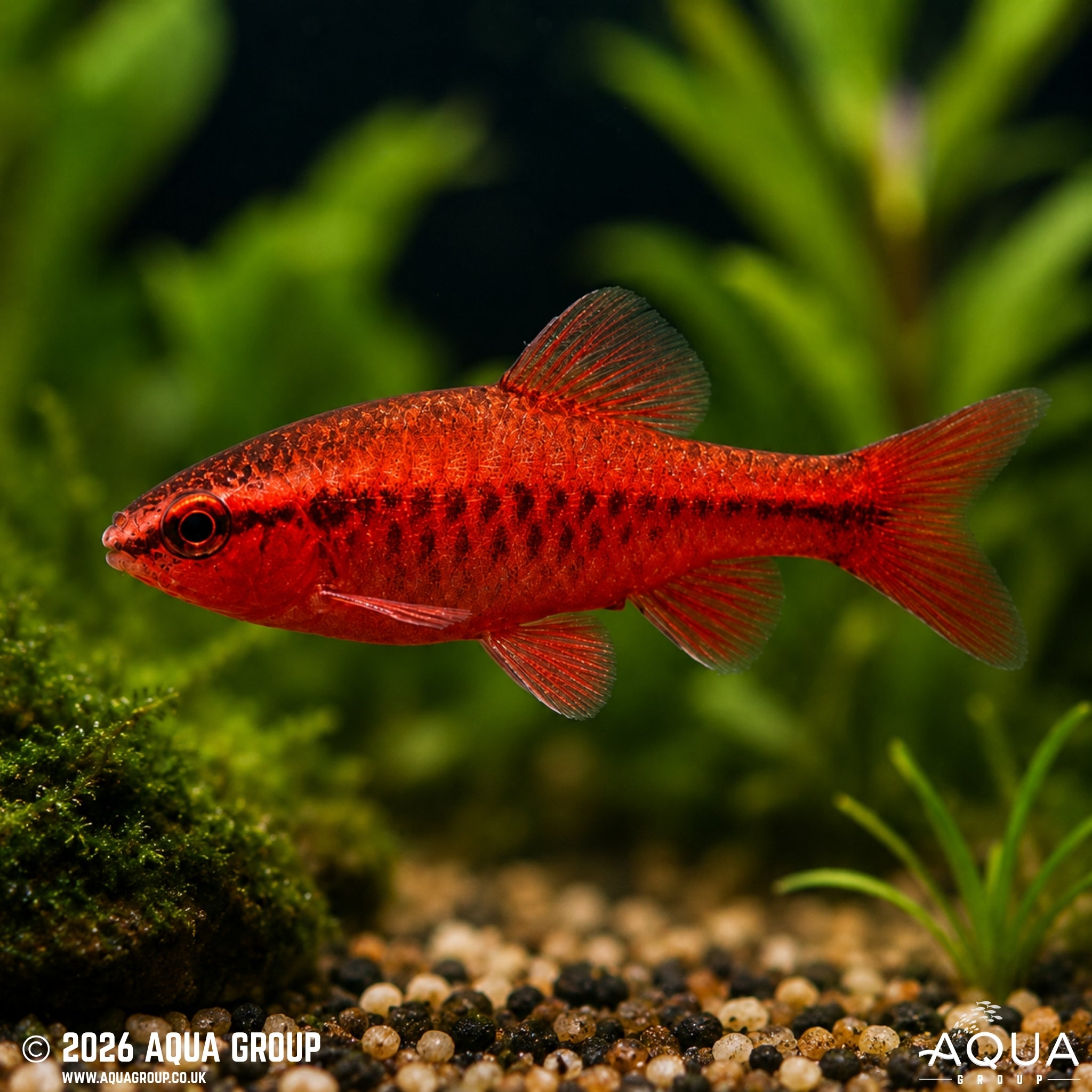 Cherry Barb (Pethia titteya)