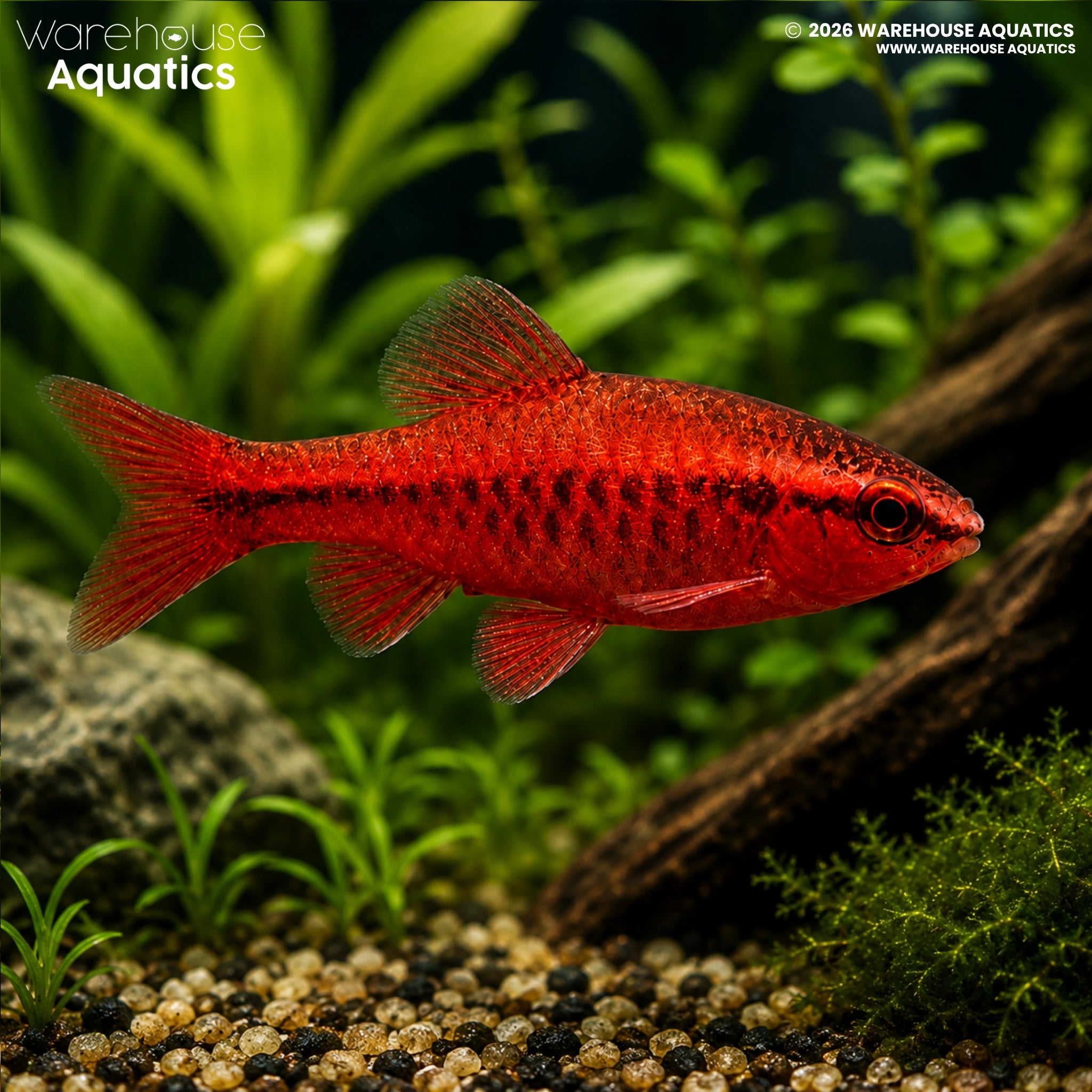 Cherry Barb (Pethia titteya)
