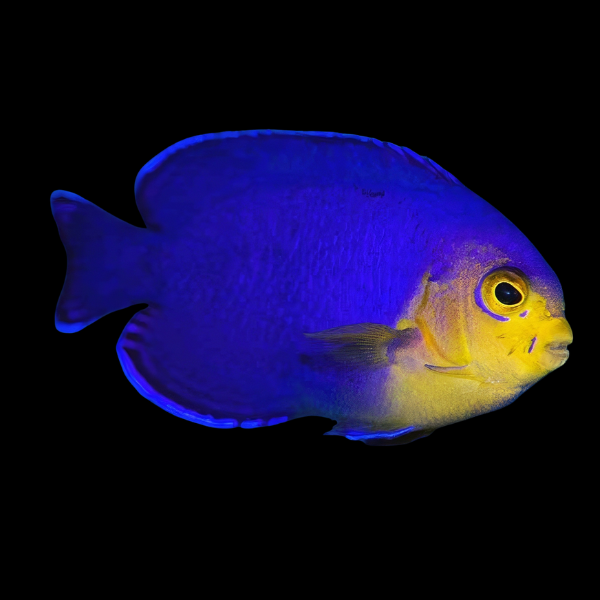 Cherub Dwarf Angelfish Centropyge Argi - Real Aquatics