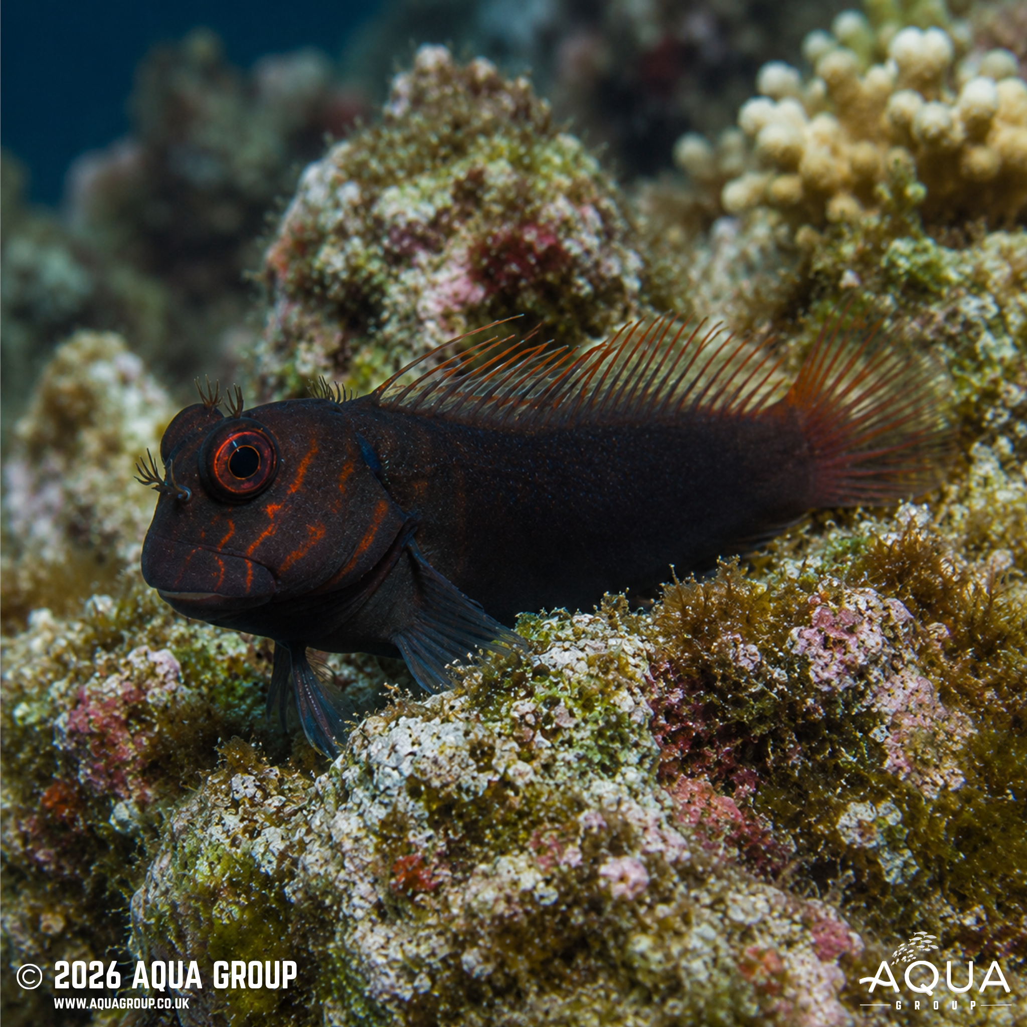 Chestnut Eyelash Blenny (Cirripectes castaneus)