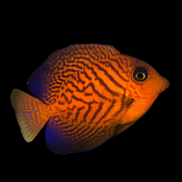 Chevron Tang Ctenochaetus Hawaiiensis - Real Aquatics