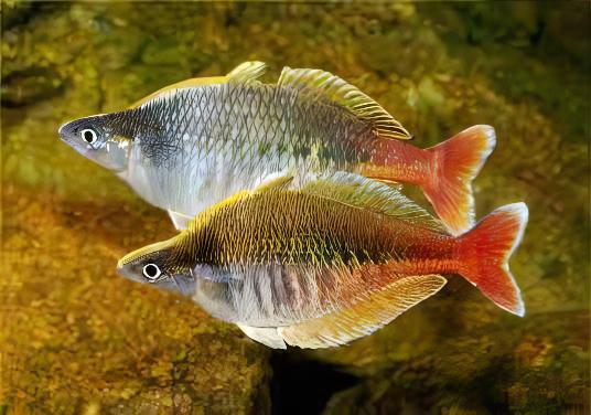 Blehers Rainbow Fish Chilatherina Bleheri 6cm - Real Aquatics
