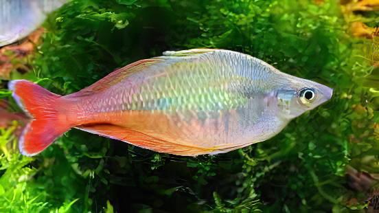 Blehers Rainbow Fish Chilatherina Bleheri 6cm - Real Aquatics
