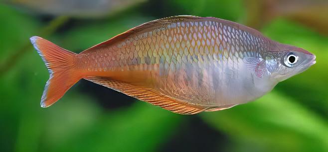 Blehers Rainbow Fish Chilatherina Bleheri 6cm - Real Aquatics