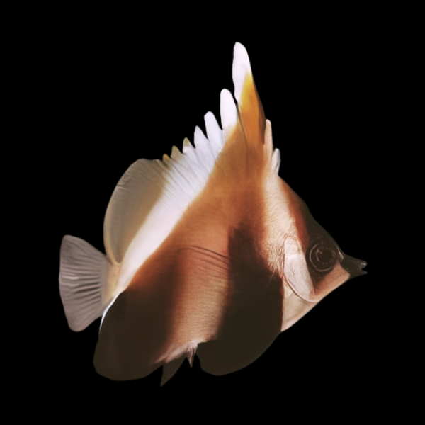 Chocolate Bannerfish Heniochus Pleurotaenia - Real Aquatics