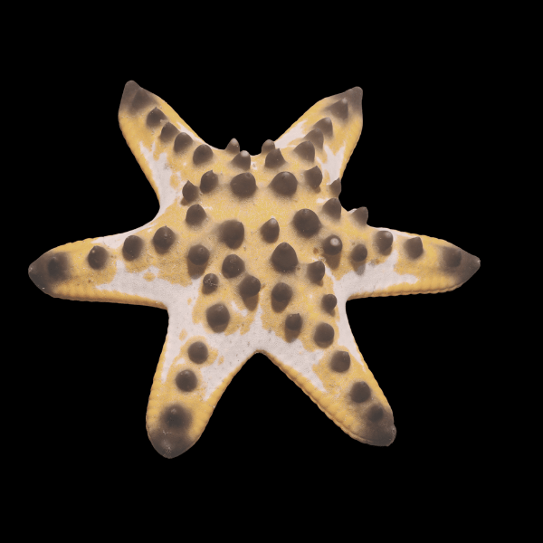 Chocolate Chip Starfish Protoreaster Nodosus - Real Aquatics