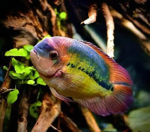 Chocolate Cichlid Hypselecara Temporalis 5cm - Real Aquatics