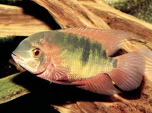 Chocolate Cichlid Hypselecara Temporalis 5cm - Real Aquatics