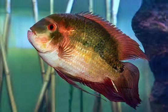 Chocolate Cichlid Hypselecara Temporalis 5cm - Real Aquatics