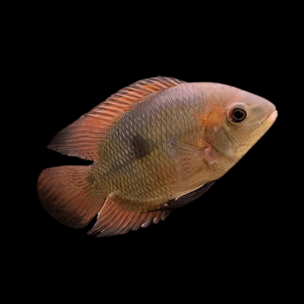 Chocolate Cichlid Hypselecara Temporalis 5cm - Real Aquatics