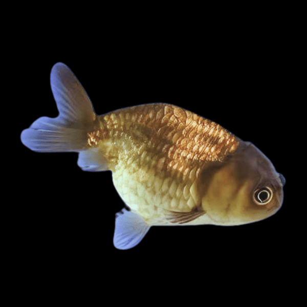 Chocolate Lionhead Ranchu Goldfish Carassius Auratus 5cm - Real Aquatics