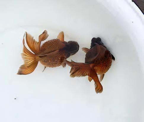 Chocolate Pearlscale Goldfish Carassius Auratus