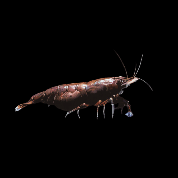 Chocolate Shrimp Neocaridina 2cm - Real Aquatics