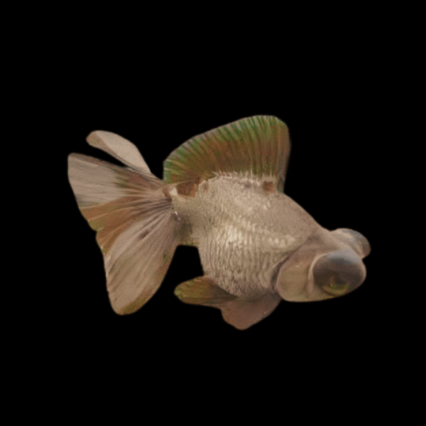 Chocolate Telescope Butterfly Moor Goldfish Carassius Auratus