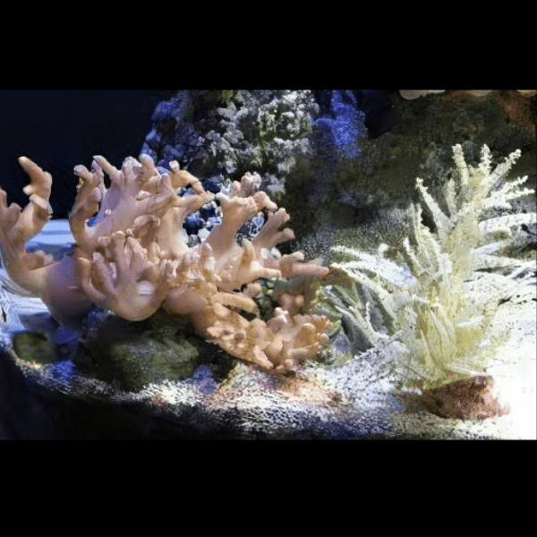 Christmas Tree Soft Coral Sphaerella Sp - Real Aquatics