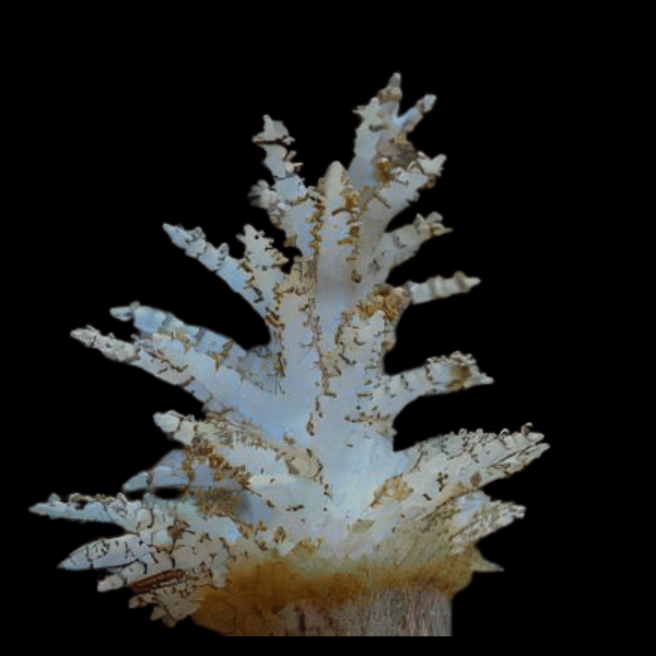 Christmas Tree Soft Coral Sphaerella Sp - Real Aquatics