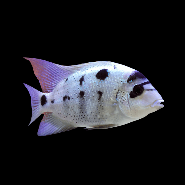 Cichlasoma Argentea Vieja Silver White Cichlid 5cm - Real Aquatics
