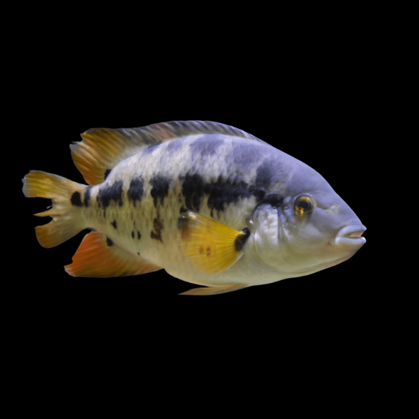 Cichlasoma Atromaculatum Mesoheros Atromaculatus 5cm - Real Aquatics