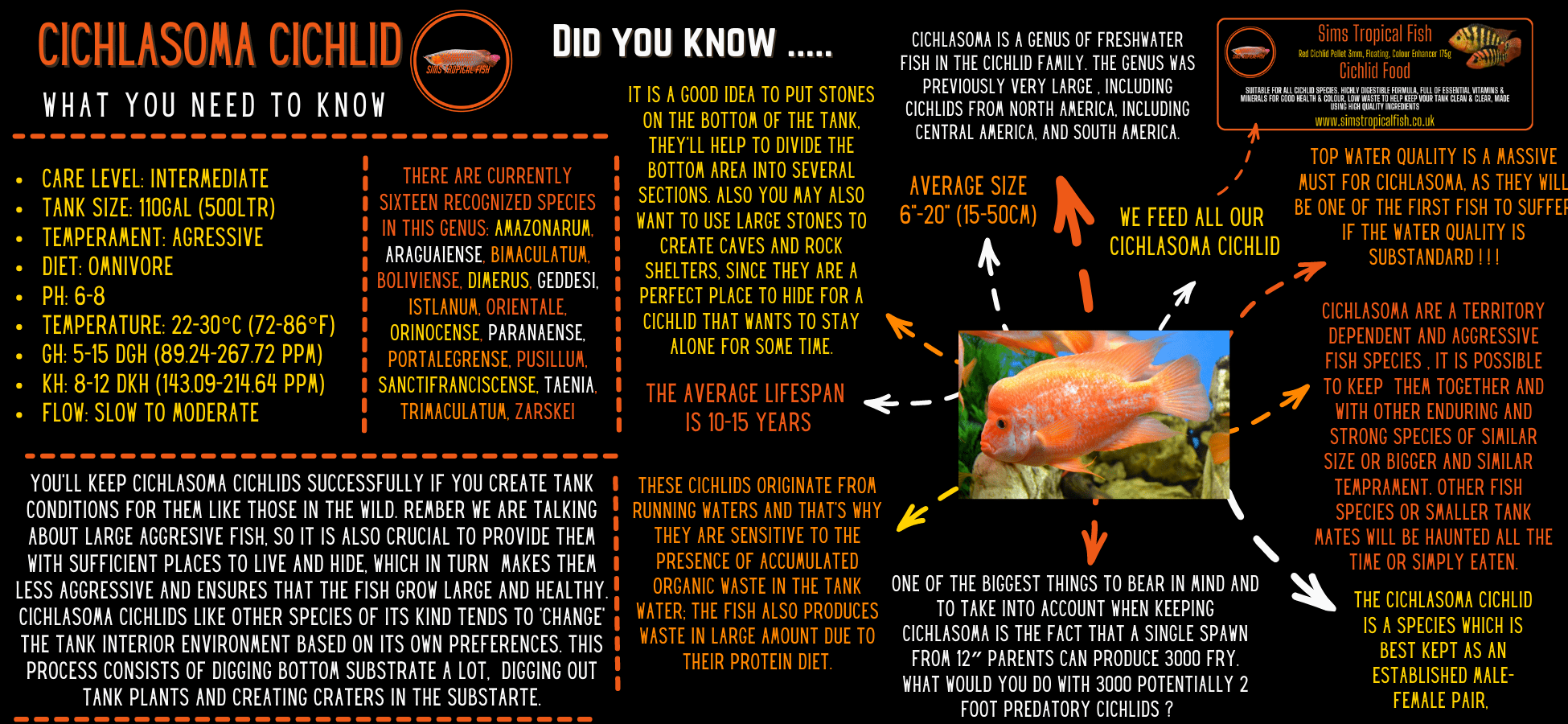 Red Spotted Gold Severum Cichlid Heros Efasciatus 5cm - Real Aquatics