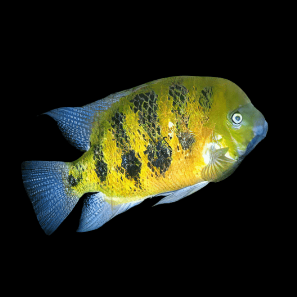 Cichlasoma Cincelichthys Bocourti Vieja Chisel Tooth Cichlid 5cm - Real Aquatics