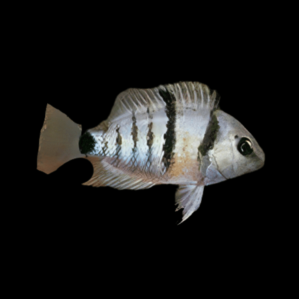 Cichlasoma Cutteri Spilurum Blue Eyed Cichlid 5cm - Real Aquatics