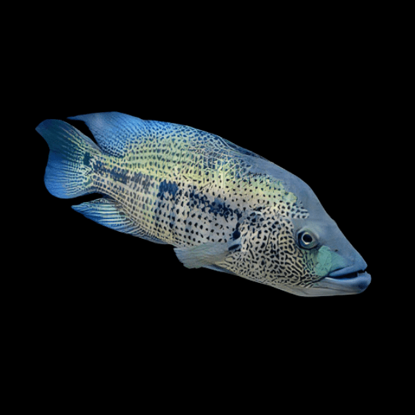Cichlasoma Dovii Wolf Cichlid 5cm - Real Aquatics