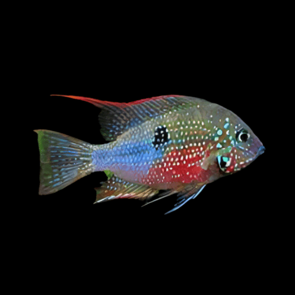 Cichlasoma Ellioti Spot Cheek Cichlid 5cm - Real Aquatics