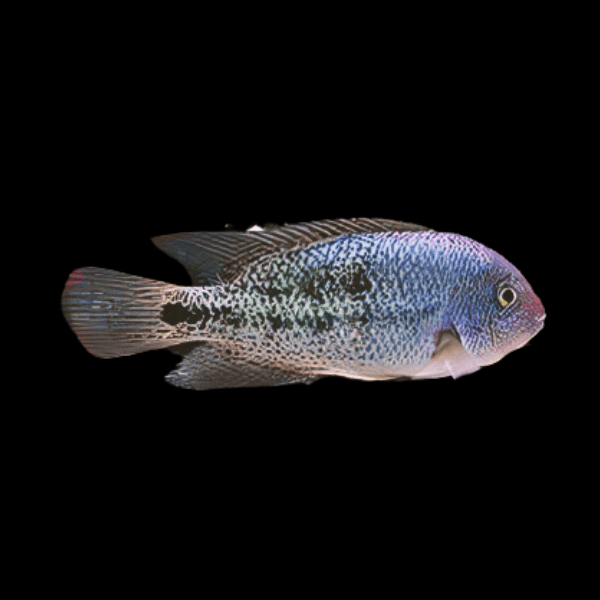 Cichlasoma Hartwegi Vieja Tailbar Cichlid 5cm - Real Aquatics