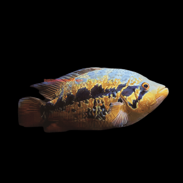 Cichlasoma Loisellei Guapote Amirillo Cichlid 5cm - Real Aquatics