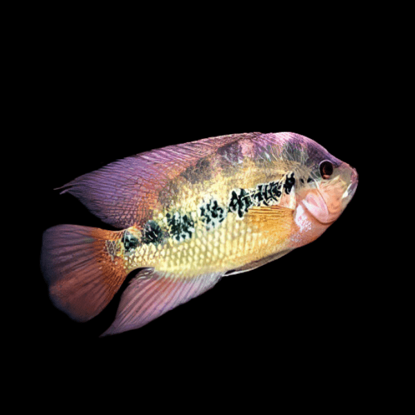 Cichlasoma Lyonsi Lyonsi Cichlid 5cm - Real Aquatics