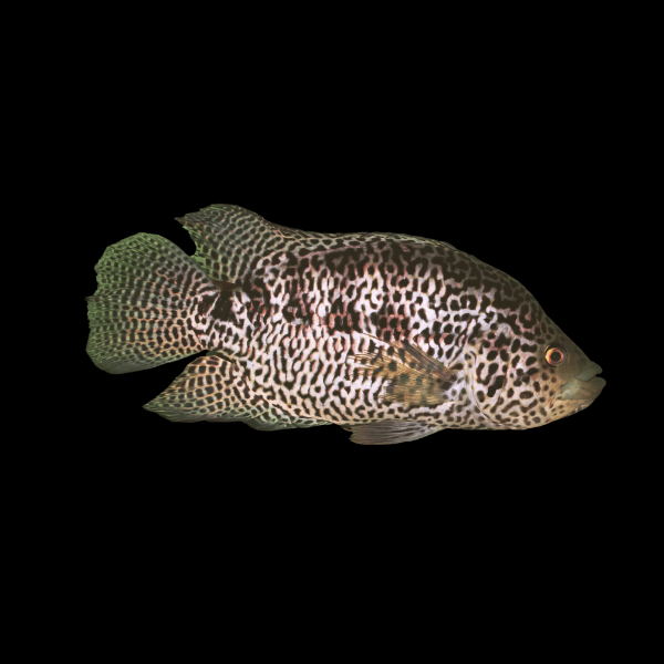 Cichlasoma Managuense Jaguar Cichlid