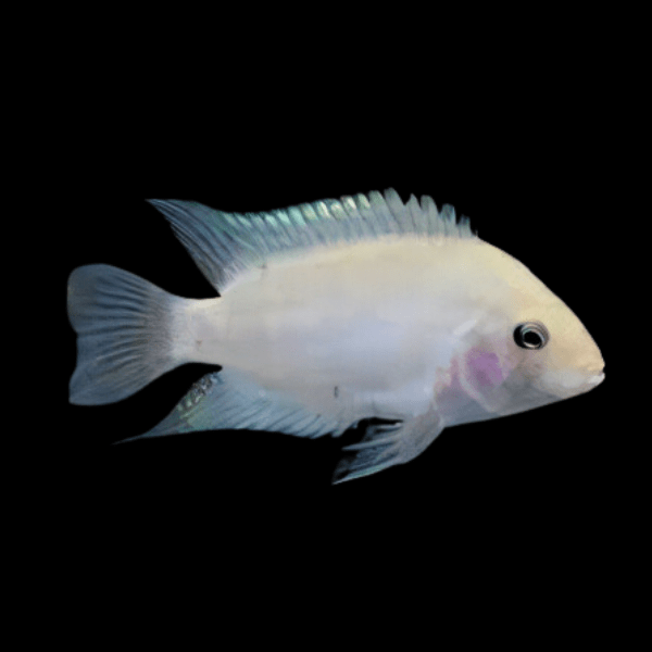 Cichlasoma Nigrofasciatum Albino Convict Cichlid 5cm - Real Aquatics
