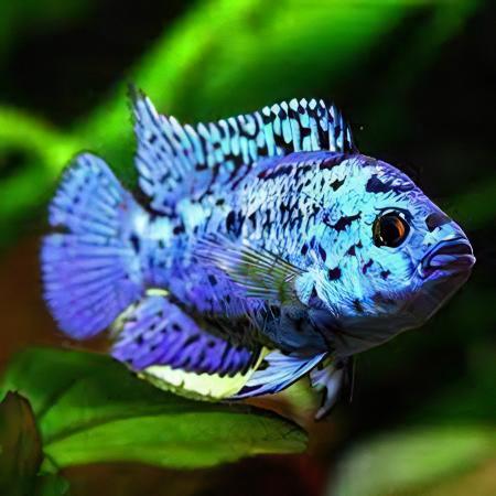 Cichlasoma Octofasciatus Electric Blue Jack Dempsey Cichlid 3cm - Real Aquatics
