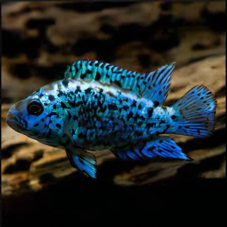 Cichlasoma Octofasciatus Electric Blue Jack Dempsey Cichlid 3cm - Real Aquatics