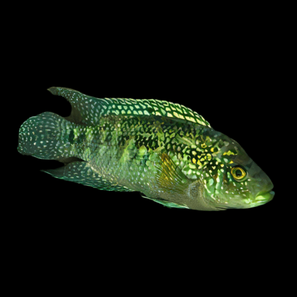 Cichlasoma Octofasciatus Jack Dempsey Cichlid 5cm - Real Aquatics