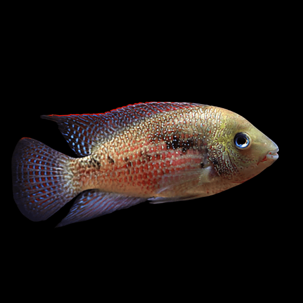 Cichlasoma Panamensis Panama Cichlid 5cm - Real Aquatics