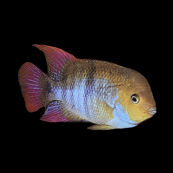 Cichlasoma Sajica T bar Cichlid 5cm - Real Aquatics