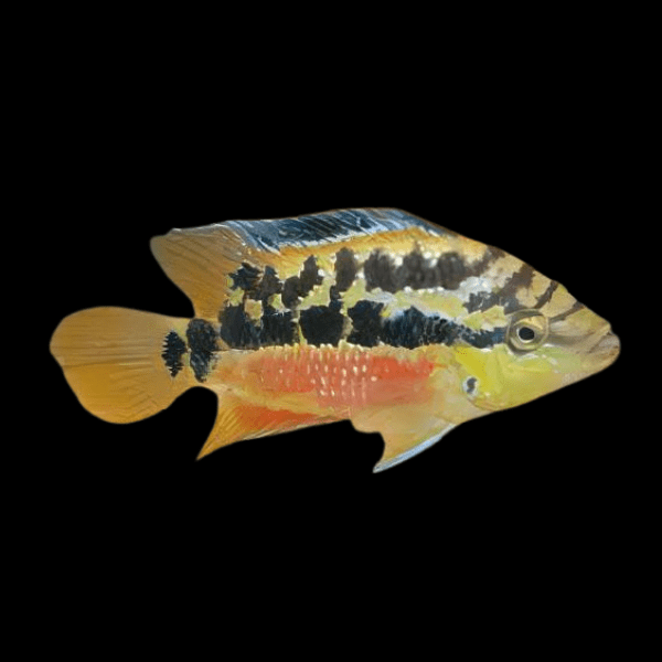 Cichlasoma Salvini Salvini Cichlid 5cm - Real Aquatics