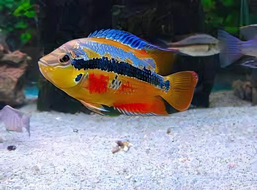 Cichlasoma Salvini Salvini Cichlid 5cm - Real Aquatics