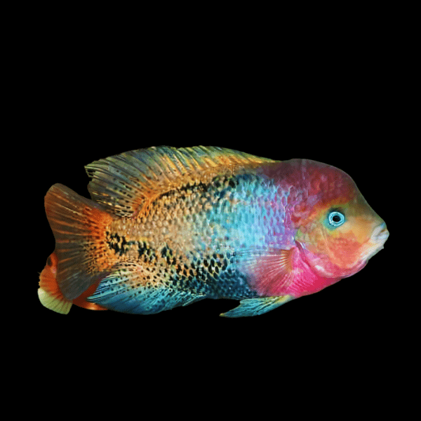 Cichlasoma Synspilum Vieja Red Head Quetzel Cichlid 5cm - Real Aquatics