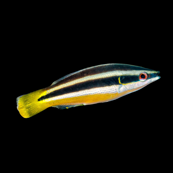Cigar Wrasse Diproctacanthus Xanthurus - Real Aquatics